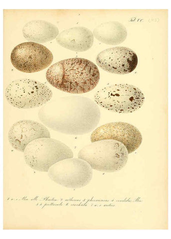 Reproducción/Reproduction 6106198692: Zur Fortpflanzungsgeschichte der gesammten Vögel Dresden,[1856?]