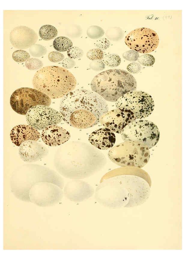 Reproducción/Reproduction 6105654997: Zur Fortpflanzungsgeschichte der gesammten Vögel Dresden,[1856?]