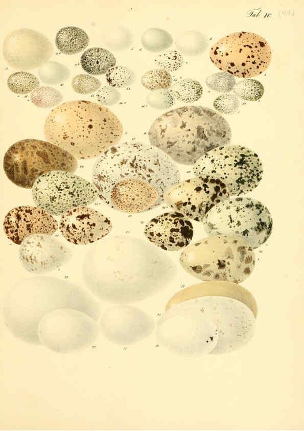 Reproducción/Reproduction 6105654997: Zur Fortpflanzungsgeschichte der gesammten Vögel Dresden,[1856?]