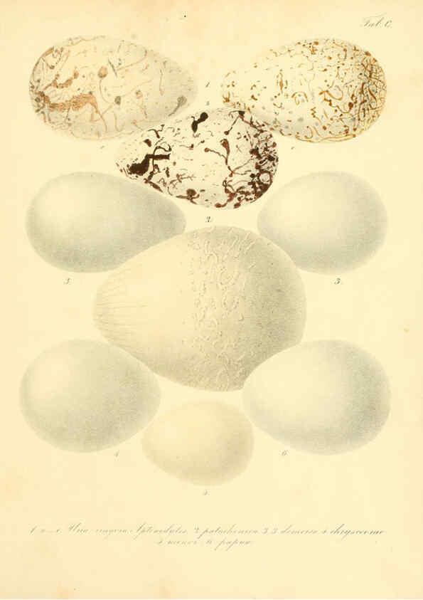 Reproducción/Reproduction 6106199526: Zur Fortpflanzungsgeschichte der gesammten Vögel Dresden,[1856?]