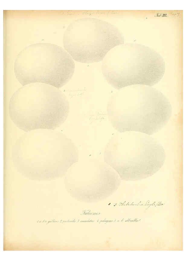 Reproducción/Reproduction 6105644873: Zur Fortpflanzungsgeschichte der gesammten Vögel Dresden,[1856?]
