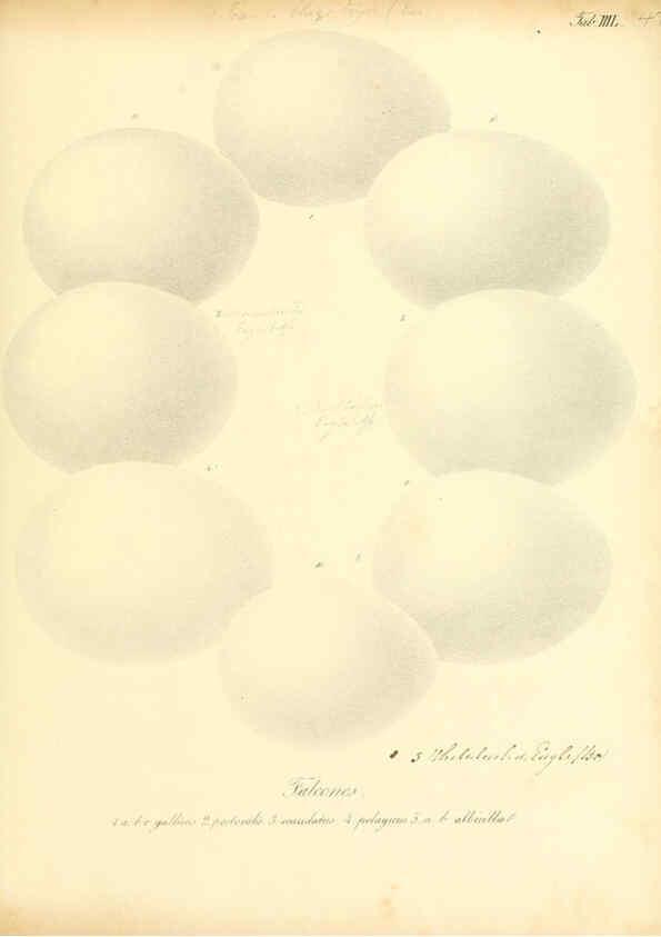 Reproducción/Reproduction 6105644873: Zur Fortpflanzungsgeschichte der gesammten Vögel Dresden,[1856?]