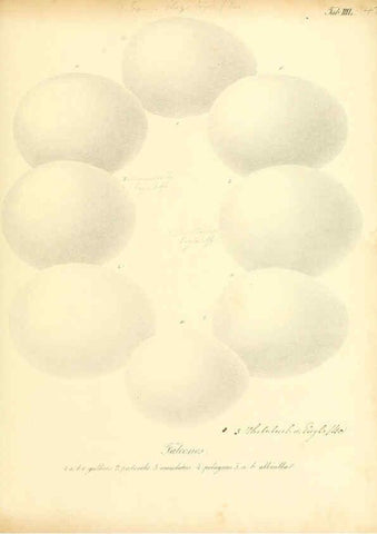 Reproducción/Reproduction 6105644873: Zur Fortpflanzungsgeschichte der gesammten Vögel Dresden,[1856?]