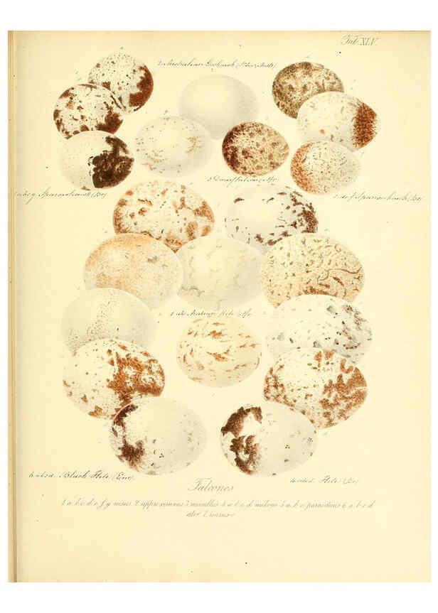 Reproducción/Reproduction 6106188846: Zur Fortpflanzungsgeschichte der gesammten Vögel Dresden,[1856?]