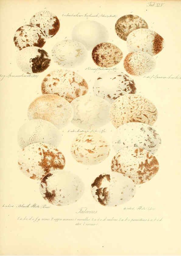 Reproducción/Reproduction 6106188846: Zur Fortpflanzungsgeschichte der gesammten Vögel Dresden,[1856?]
