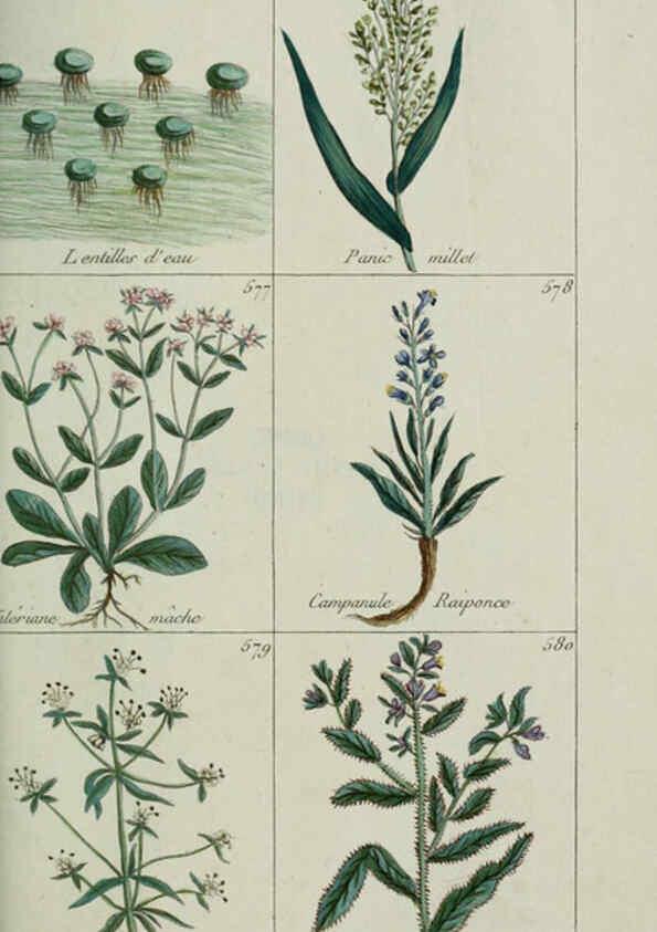 Reproducción/Reproduction 6103465747: Plantes usuelles, indigènes et exotiques Paris :Duprat-Duverger,1809