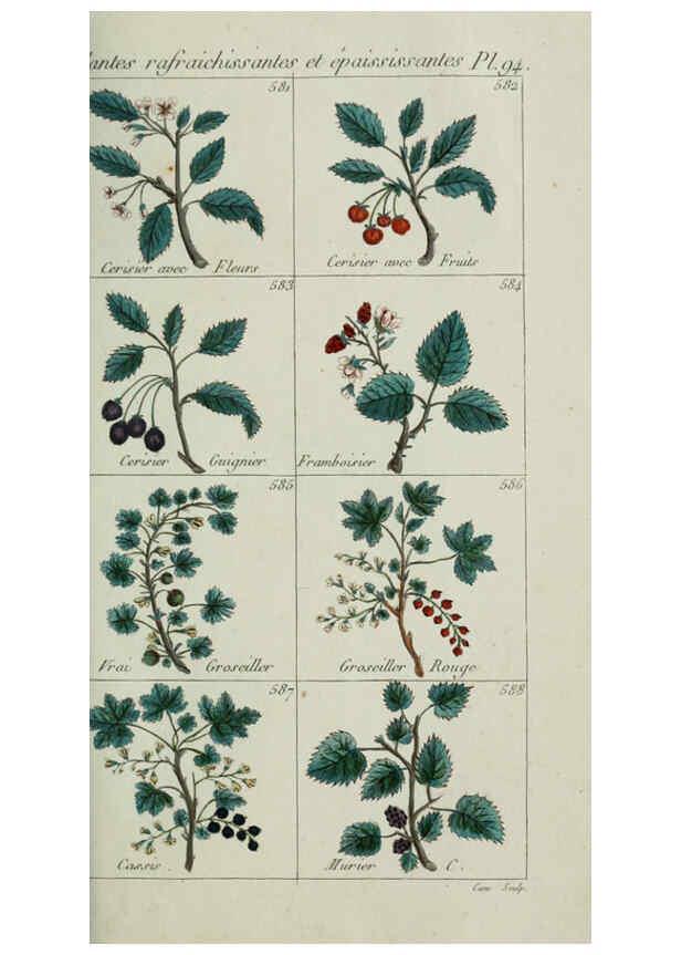 Reproducción/Reproduction 6104012758: Plantes usuelles, indigènes et exotiques Paris :Duprat-Duverger,1809
