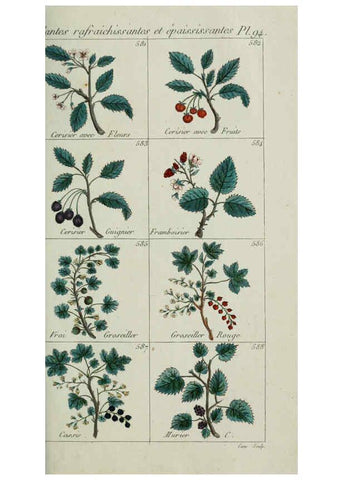 Reproducción/Reproduction 6104012758: Plantes usuelles, indigènes et exotiques Paris :Duprat-Duverger,1809