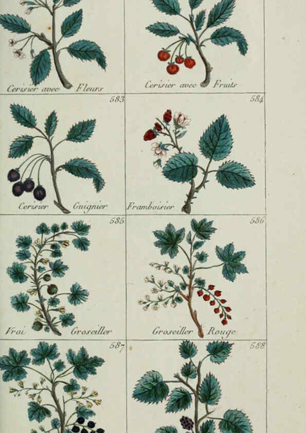 Reproducción/Reproduction 6104012758: Plantes usuelles, indigènes et exotiques Paris :Duprat-Duverger,1809