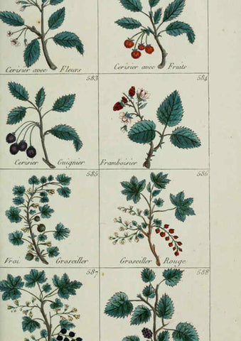 Reproducción/Reproduction 6104012758: Plantes usuelles, indigènes et exotiques Paris :Duprat-Duverger,1809