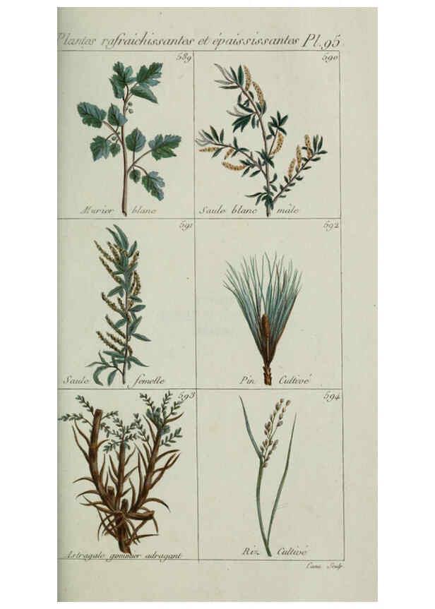 Reproducción/Reproduction 6104012996: Plantes usuelles, indigènes et exotiques Paris :Duprat-Duverger,1809