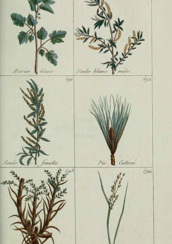 Reproducción/Reproduction 6104012996: Plantes usuelles, indigènes et exotiques Paris :Duprat-Duverger,1809