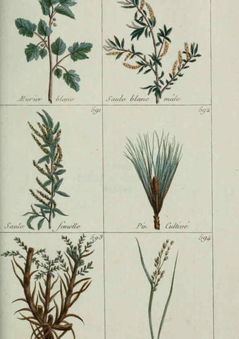 Reproducción/Reproduction 6104012996: Plantes usuelles, indigènes et exotiques Paris :Duprat-Duverger,1809