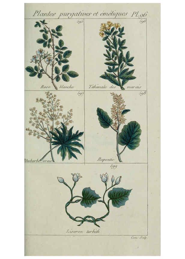 Reproducción/Reproduction 6104013214: Plantes usuelles, indigènes et exotiques Paris :Duprat-Duverger,1809
