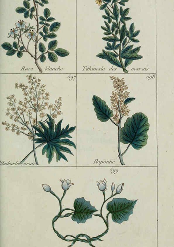 Reproducción/Reproduction 6104013214: Plantes usuelles, indigènes et exotiques Paris :Duprat-Duverger,1809