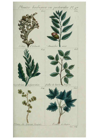Reproducción/Reproduction 6103466621: Plantes usuelles, indigènes et exotiques Paris :Duprat-Duverger,1809