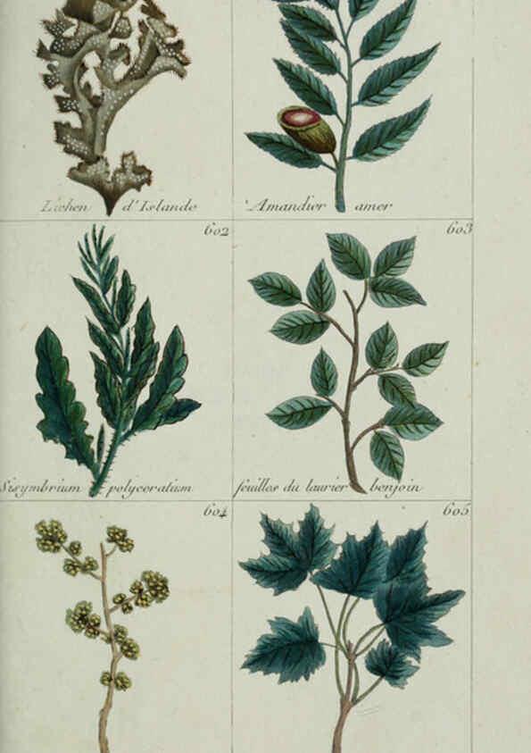 Reproducción/Reproduction 6103466621: Plantes usuelles, indigènes et exotiques Paris :Duprat-Duverger,1809