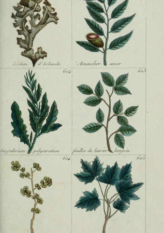 Reproducción/Reproduction 6103466621: Plantes usuelles, indigènes et exotiques Paris :Duprat-Duverger,1809