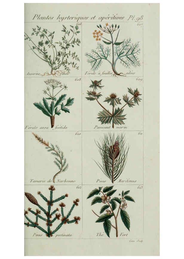 Reproducción/Reproduction 6103466975: Plantes usuelles, indigènes et exotiques Paris :Duprat-Duverger,1809