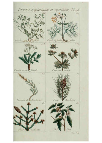 Reproducción/Reproduction 6103466975: Plantes usuelles, indigènes et exotiques Paris :Duprat-Duverger,1809