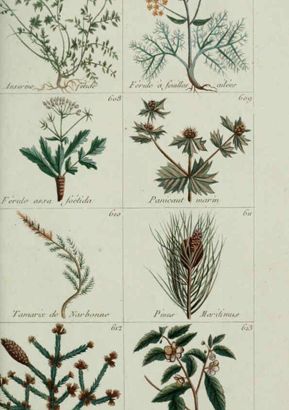 Reproducción/Reproduction 6103466975: Plantes usuelles, indigènes et exotiques Paris :Duprat-Duverger,1809