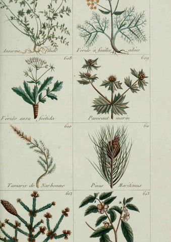 Reproducción/Reproduction 6103466975: Plantes usuelles, indigènes et exotiques Paris :Duprat-Duverger,1809