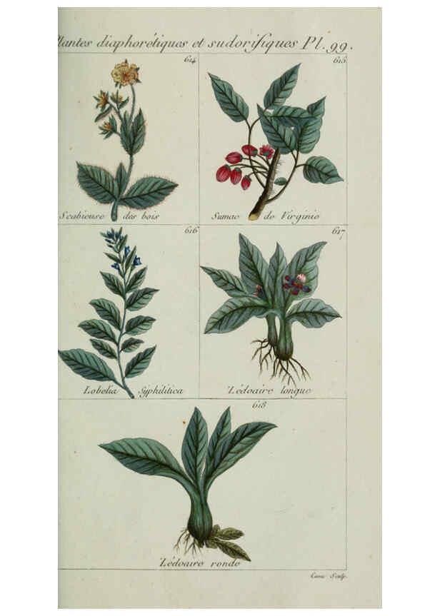 Reproducción/Reproduction 6104014058: Plantes usuelles, indigènes et exotiques Paris :Duprat-Duverger,1809