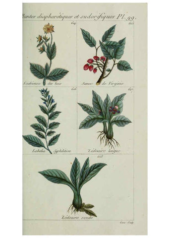 Reproducción/Reproduction 6104014058: Plantes usuelles, indigènes et exotiques Paris :Duprat-Duverger,1809