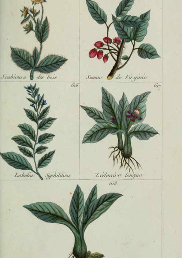 Reproducción/Reproduction 6104014058: Plantes usuelles, indigènes et exotiques Paris :Duprat-Duverger,1809
