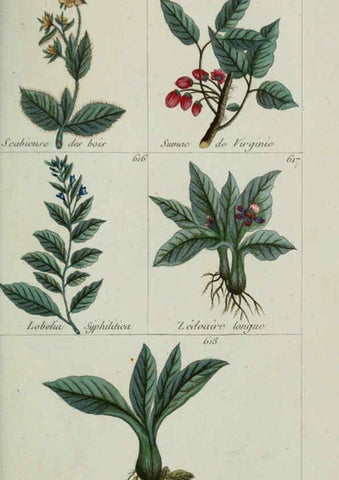 Reproducción/Reproduction 6104014058: Plantes usuelles, indigènes et exotiques Paris :Duprat-Duverger,1809