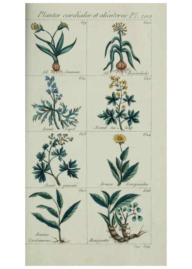 Reproducción/Reproduction 6103467523: Plantes usuelles, indigènes et exotiques Paris :Duprat-Duverger,1809