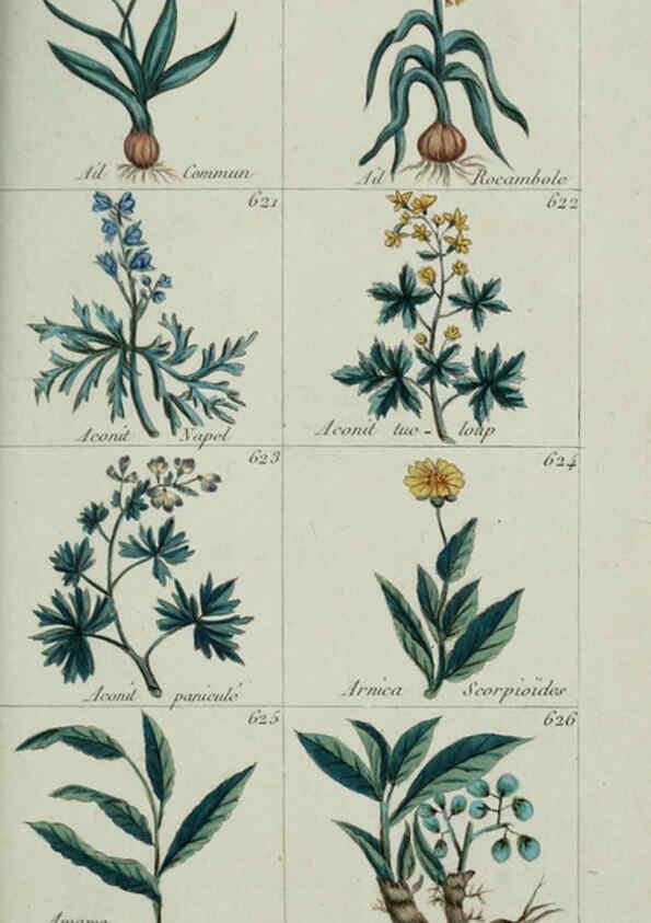 Reproducción/Reproduction 6103467523: Plantes usuelles, indigènes et exotiques Paris :Duprat-Duverger,1809