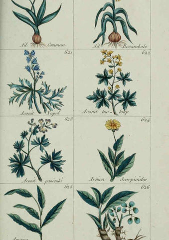 Reproducción/Reproduction 6103467523: Plantes usuelles, indigènes et exotiques Paris :Duprat-Duverger,1809