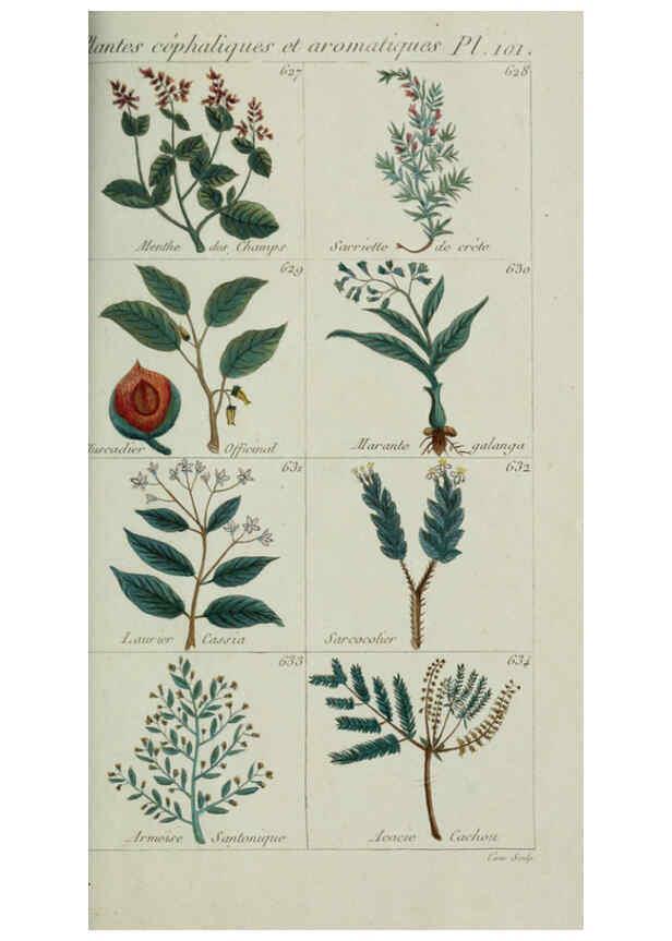 Reproducción/Reproduction 6103467767: Plantes usuelles, indigènes et exotiques Paris :Duprat-Duverger,1809