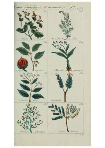 Reproducción/Reproduction 6103467767: Plantes usuelles, indigènes et exotiques Paris :Duprat-Duverger,1809
