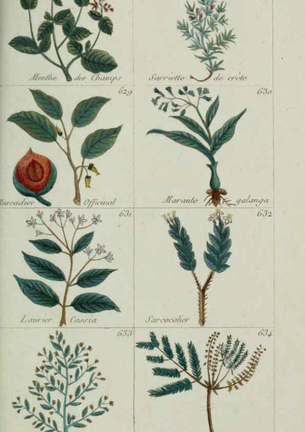 Reproducción/Reproduction 6103467767: Plantes usuelles, indigènes et exotiques Paris :Duprat-Duverger,1809