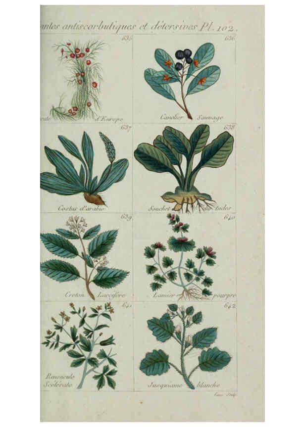 Reproducción/Reproduction 6104014708: Plantes usuelles, indigènes et exotiques Paris :Duprat-Duverger,1809