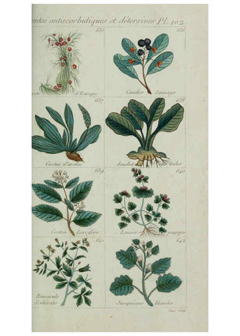 Reproducción/Reproduction 6104014708: Plantes usuelles, indigènes et exotiques Paris :Duprat-Duverger,1809
