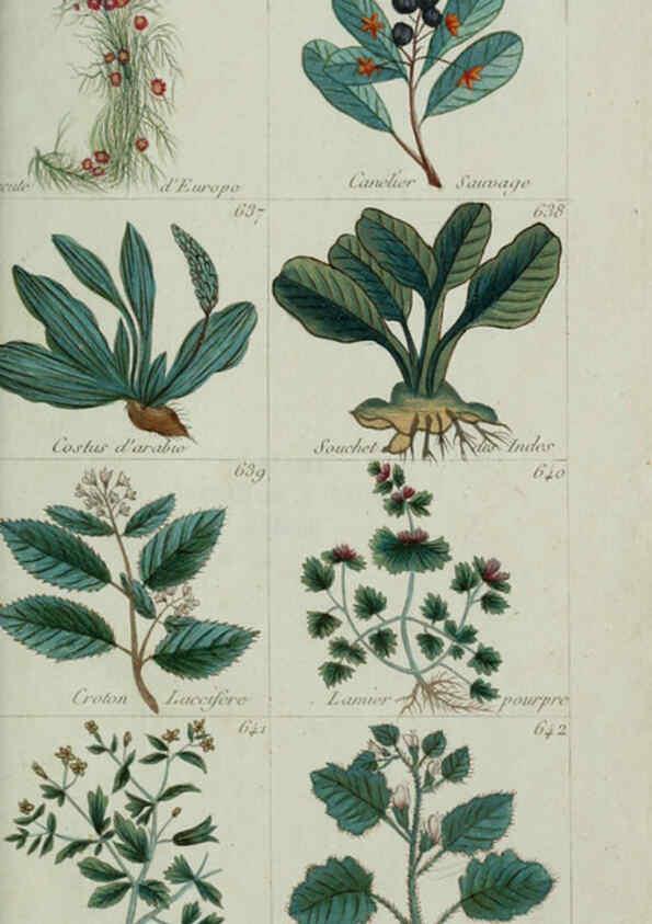 Reproducción/Reproduction 6104014708: Plantes usuelles, indigènes et exotiques Paris :Duprat-Duverger,1809