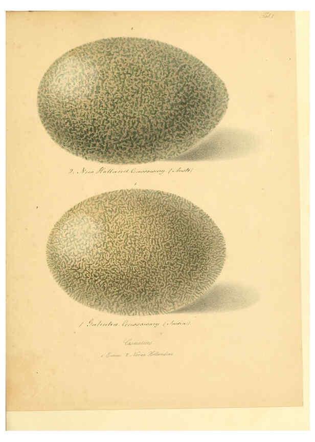 Reproducción/Reproduction 6106181432: Zur Fortpflanzungsgeschichte der gesammten Vögel Dresden,[1856?]