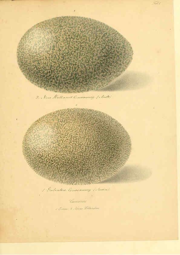 Reproducción/Reproduction 6106181432: Zur Fortpflanzungsgeschichte der gesammten Vögel Dresden,[1856?]