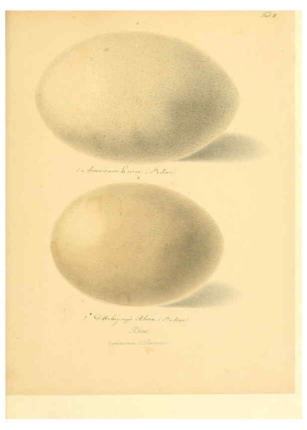 Reproducción/Reproduction 6105637187: Zur Fortpflanzungsgeschichte der gesammten Vögel Dresden,[1856?]