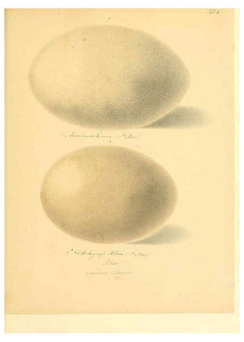 Reproducción/Reproduction 6105637187: Zur Fortpflanzungsgeschichte der gesammten Vögel Dresden,[1856?]