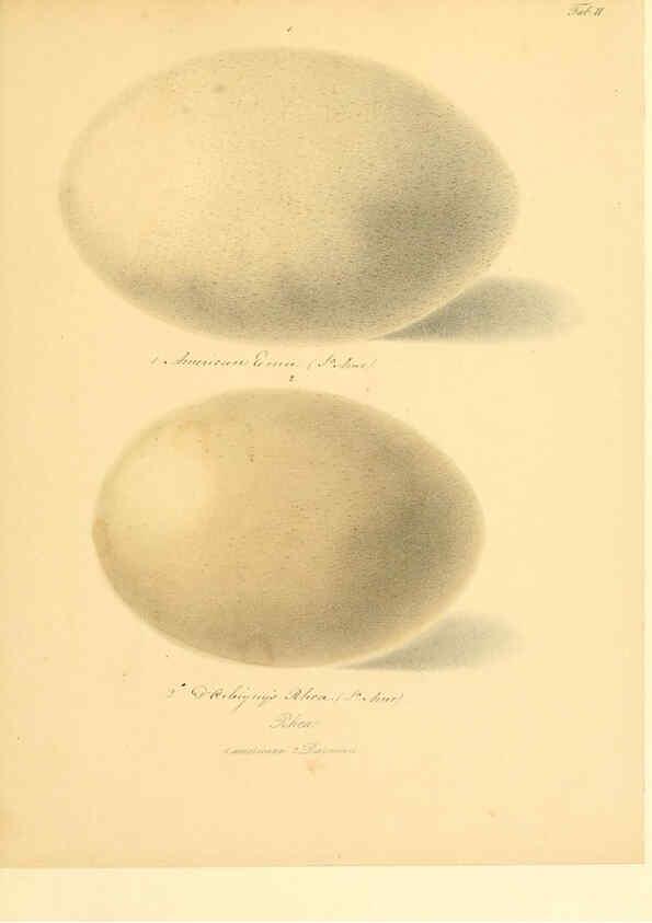 Reproducción/Reproduction 6105637187: Zur Fortpflanzungsgeschichte der gesammten Vögel Dresden,[1856?]