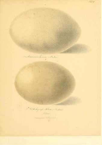 Reproducción/Reproduction 6105637187: Zur Fortpflanzungsgeschichte der gesammten Vögel Dresden,[1856?]