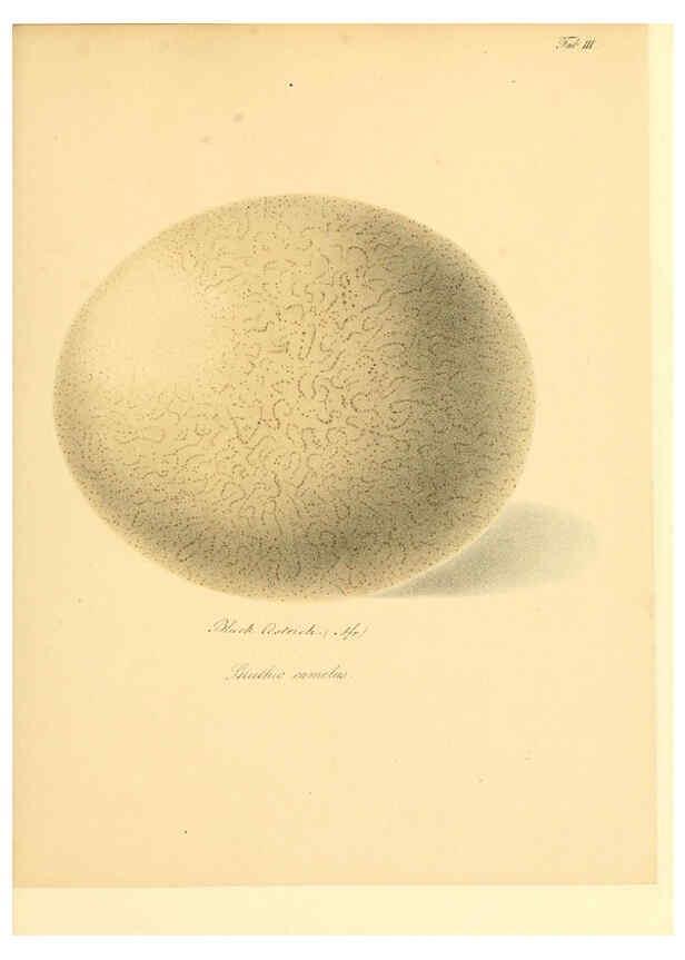 Reproducción/Reproduction 6105637331: Zur Fortpflanzungsgeschichte der gesammten Vögel Dresden,[1856?]