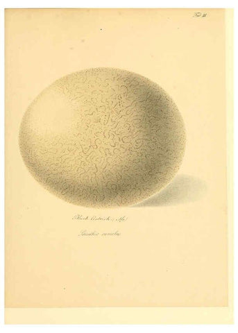 Reproducción/Reproduction 6105637331: Zur Fortpflanzungsgeschichte der gesammten Vögel Dresden,[1856?]