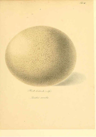 Reproducción/Reproduction 6105637331: Zur Fortpflanzungsgeschichte der gesammten Vögel Dresden,[1856?]