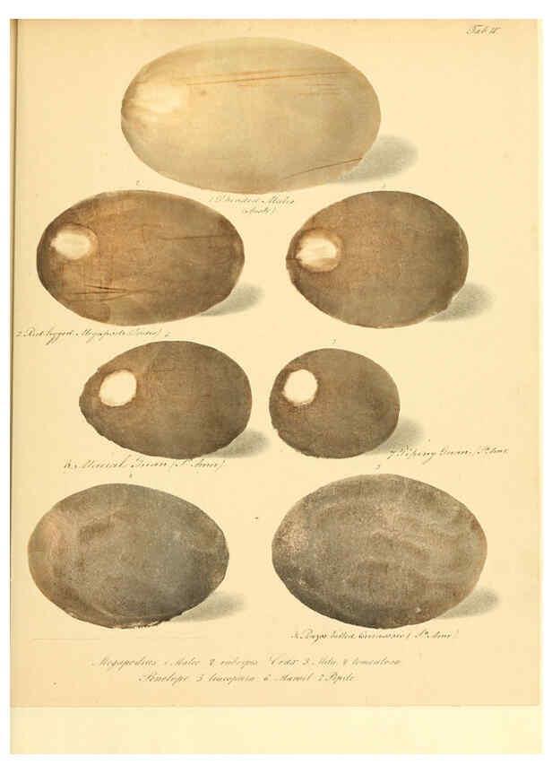 Reproducción/Reproduction 6105637491: Zur Fortpflanzungsgeschichte der gesammten Vögel Dresden,[1856?]