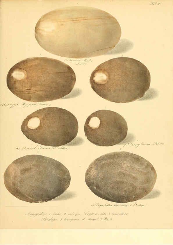 Reproducción/Reproduction 6105637491: Zur Fortpflanzungsgeschichte der gesammten Vögel Dresden,[1856?]